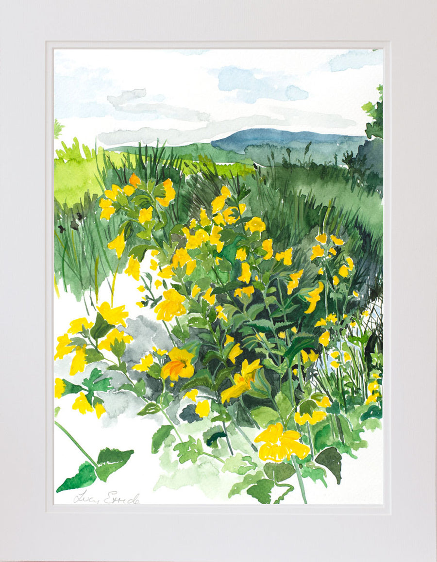 Meadow Yellow