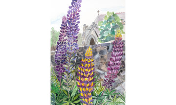 Noble Lupines