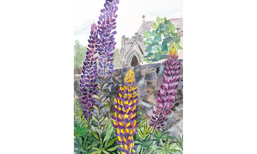 Noble Lupines